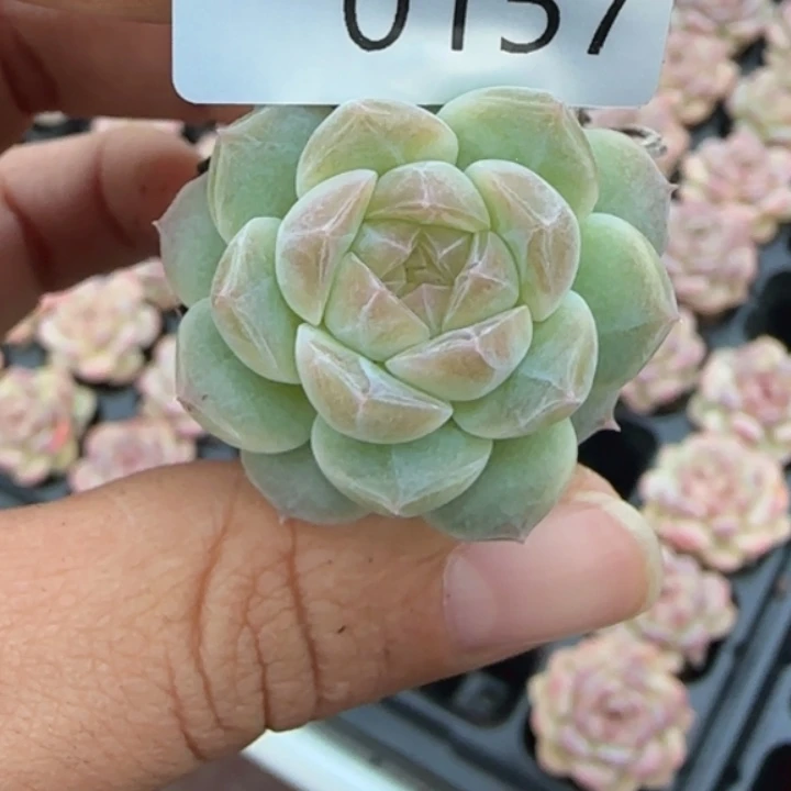 157      鼻涕琥珀