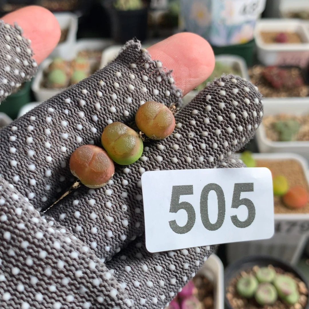 菜**菜505雪茄母本三颗