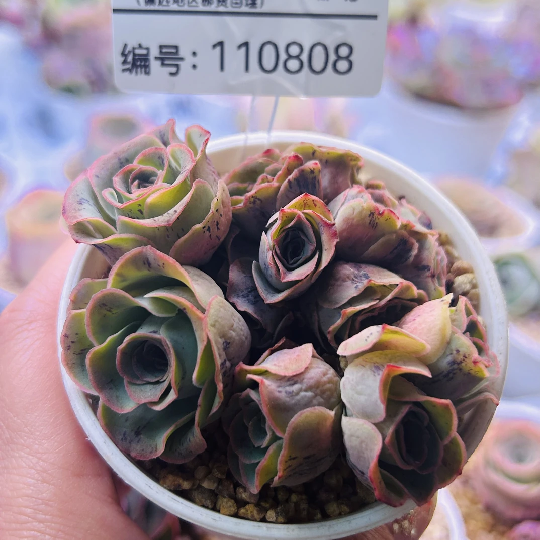 多种玫瑰组合的山地玫瑰室内阳台办公室好养盆栽0808