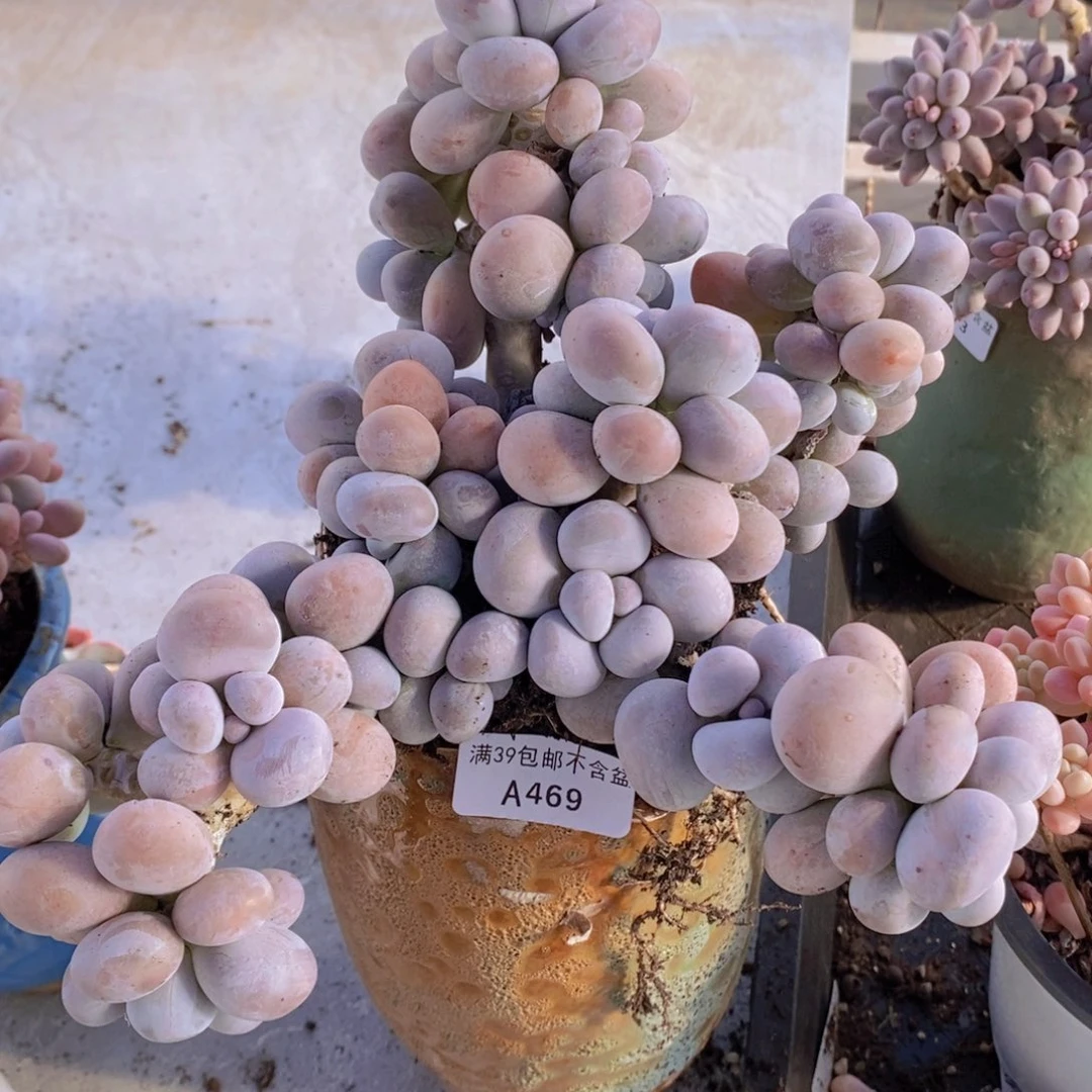 芭比奶洛15cm469多肉植物