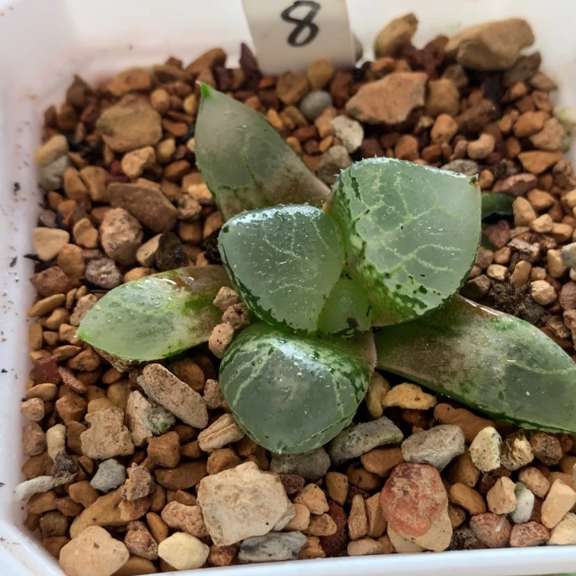 【闪购商品】8冰皇