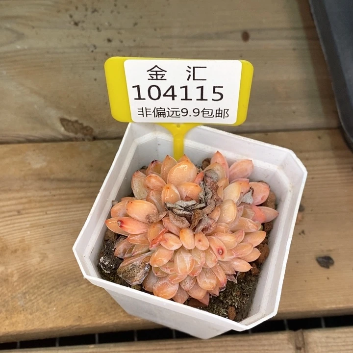 燕*洲全明星缀化104115