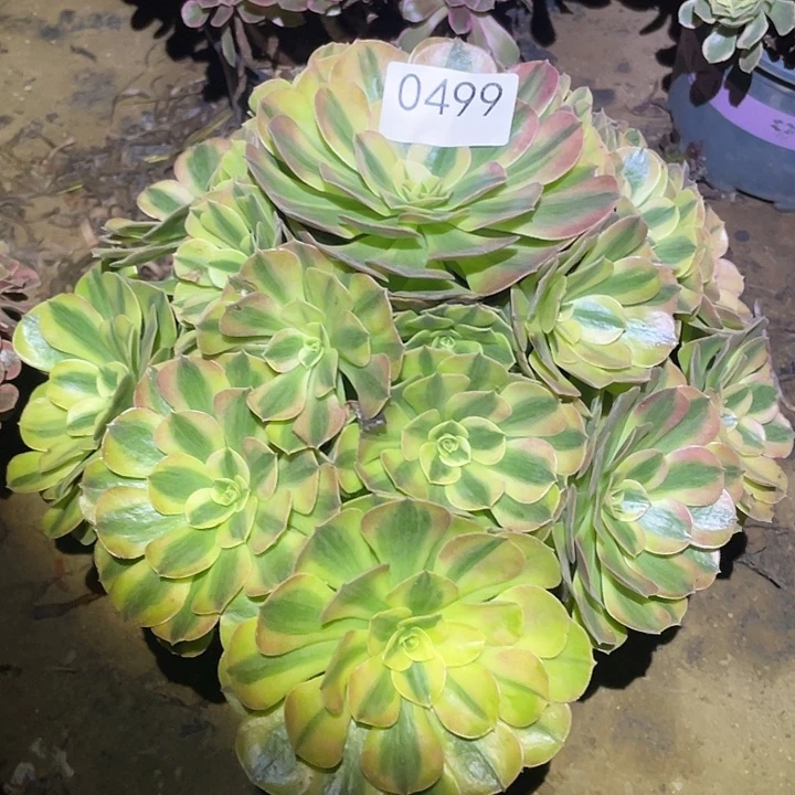 专****瓷多肉植物法师499雨荷