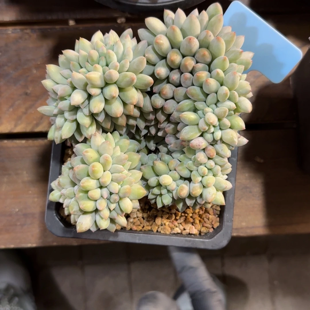 所罗门缀化 1111111111