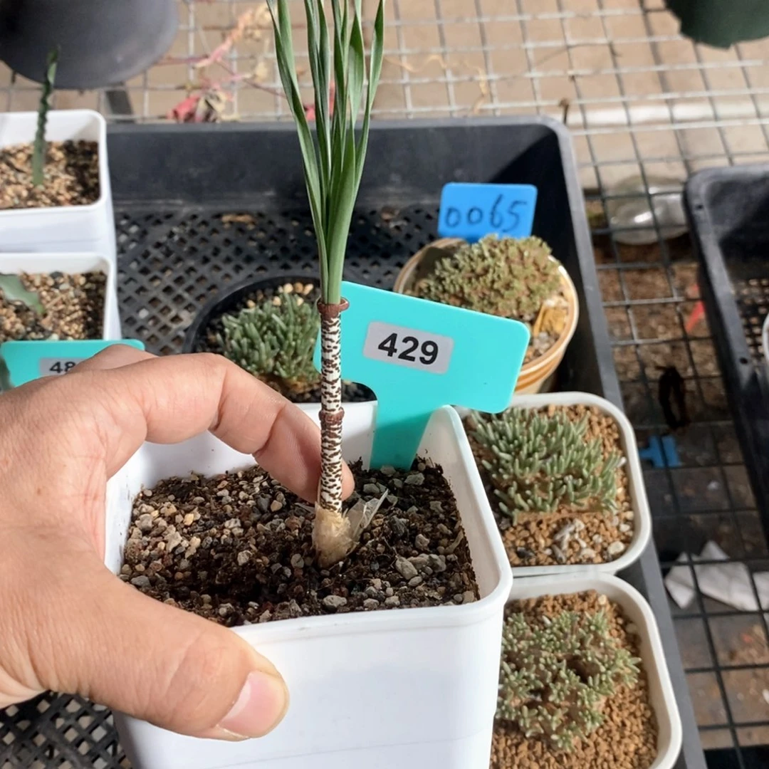 豹纹弹簧草产地多肉植物