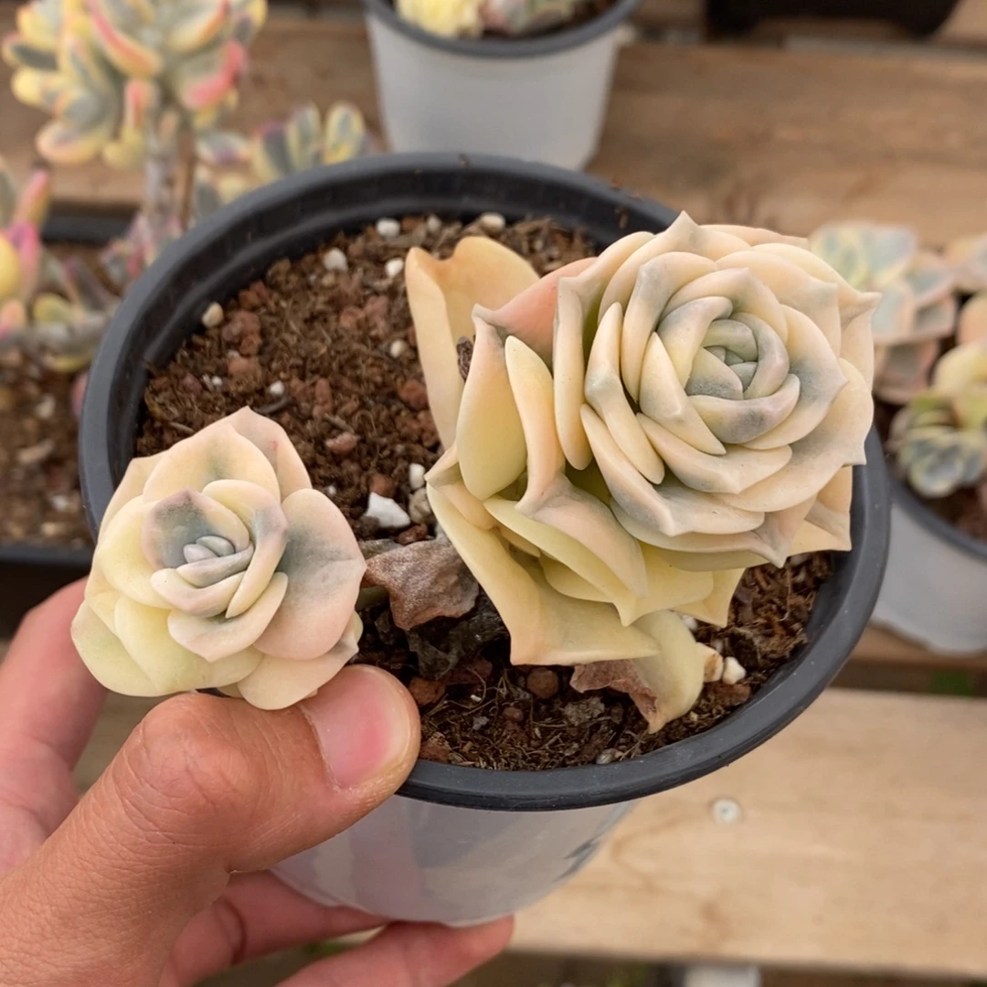 可爱玫瑰锦多肉植物6257
