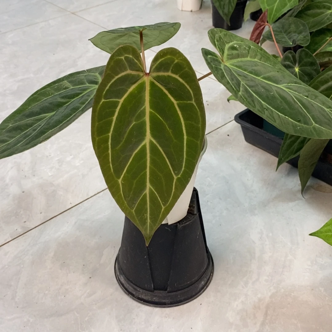 不开花植物21 红水晶杂Papi (活动两颗包邮 不售后)