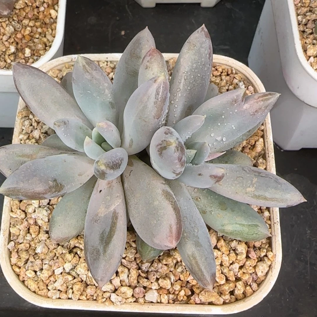 从前慢花园精选多肉哥特萝莉