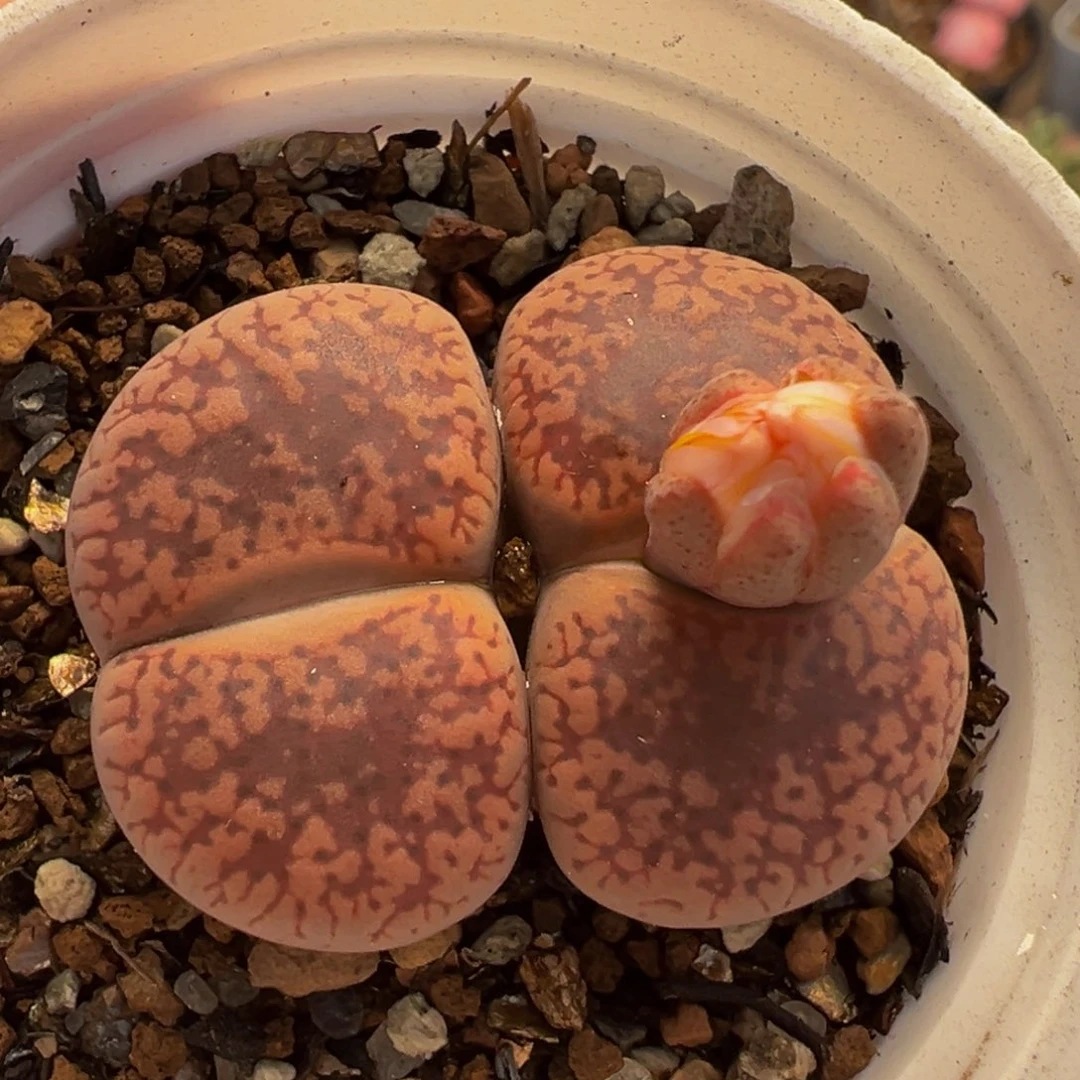 185多肉植物种类多样