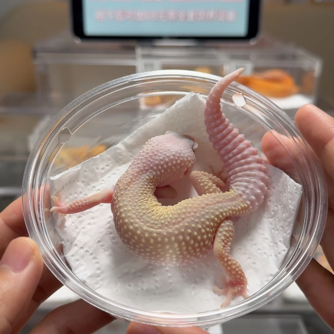 豹纹守宫超级暴风雪母成体