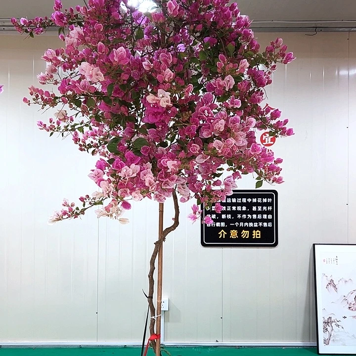 完全开放只**涯四季开花