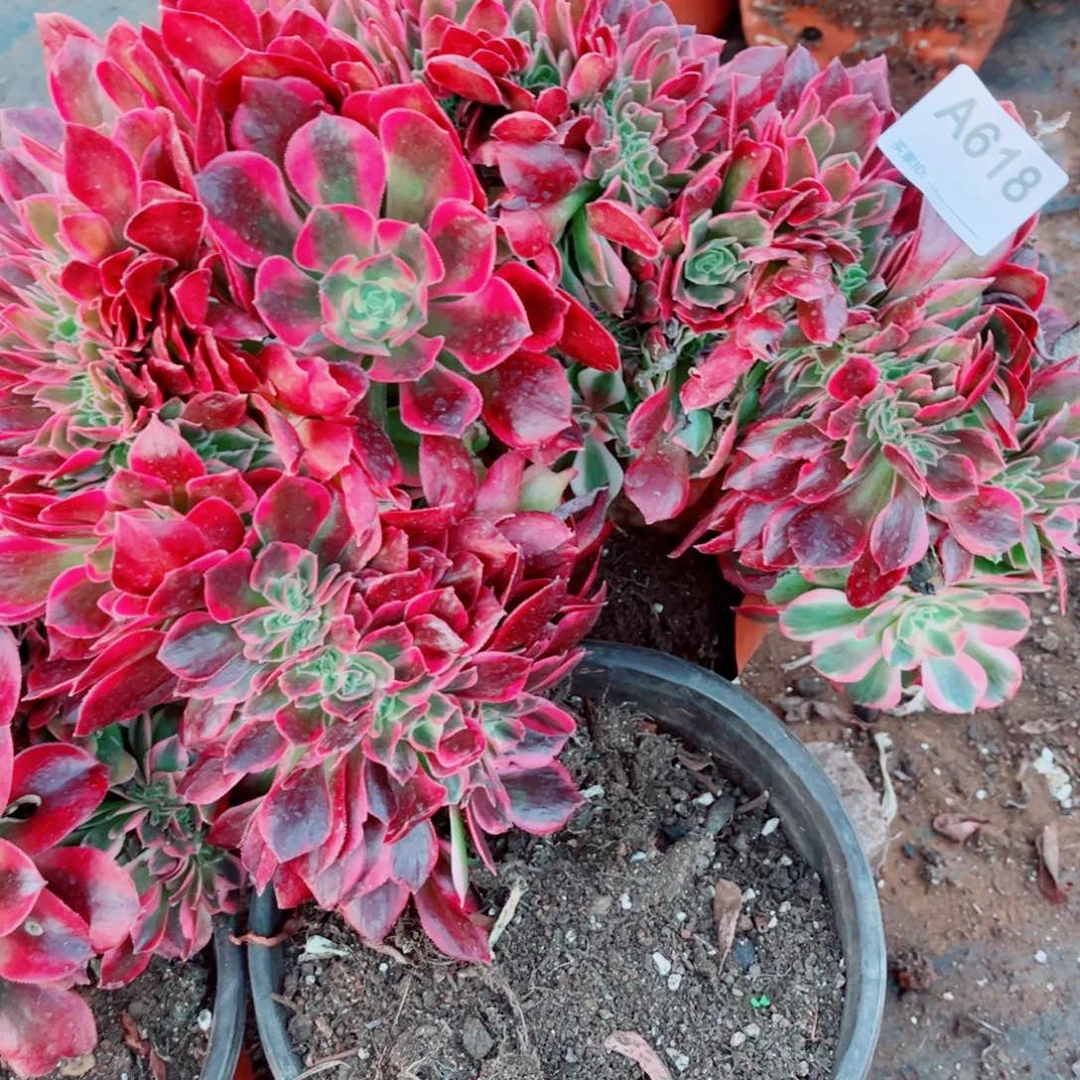 多肉植物618nvlang