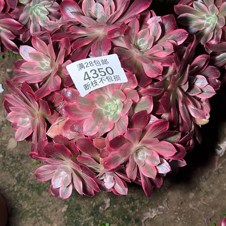 4350浣纱多肉植物