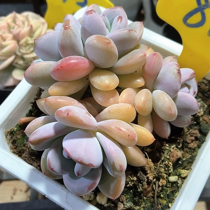 多肉植物雪漫漫816