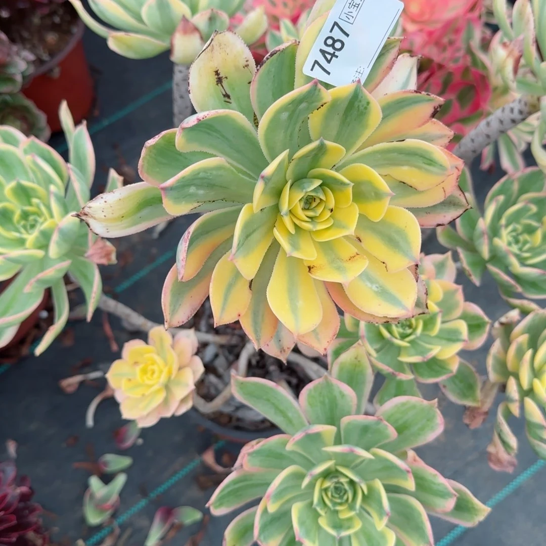 ?***粥7487灿烂多肉多肉