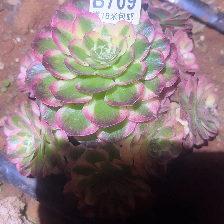 多肉 粉体海王多肉法师植物