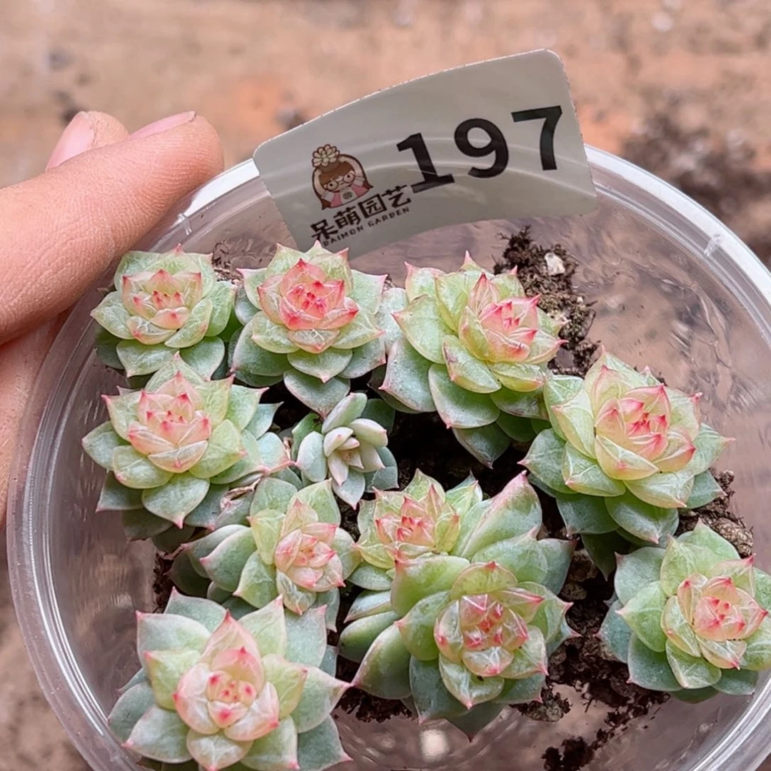 星*多肉植物多肉植物