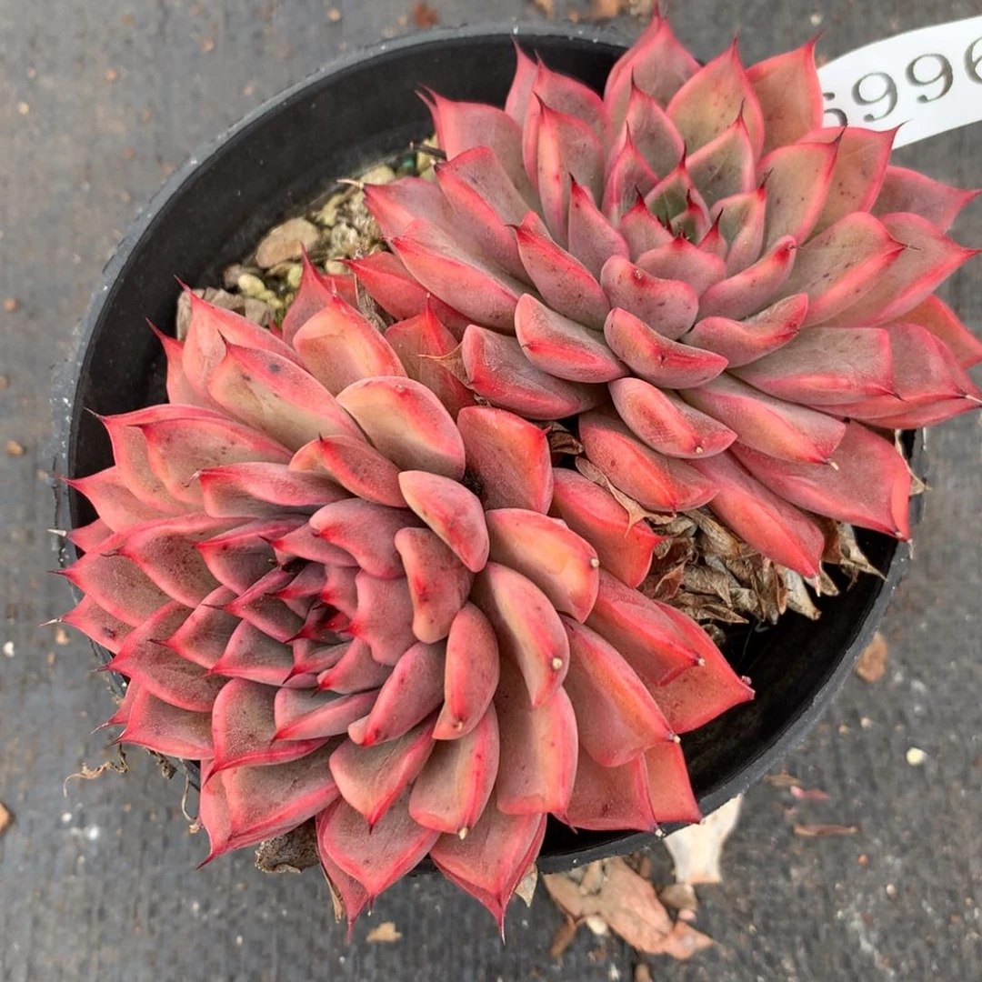 6996杂交多肉老桩