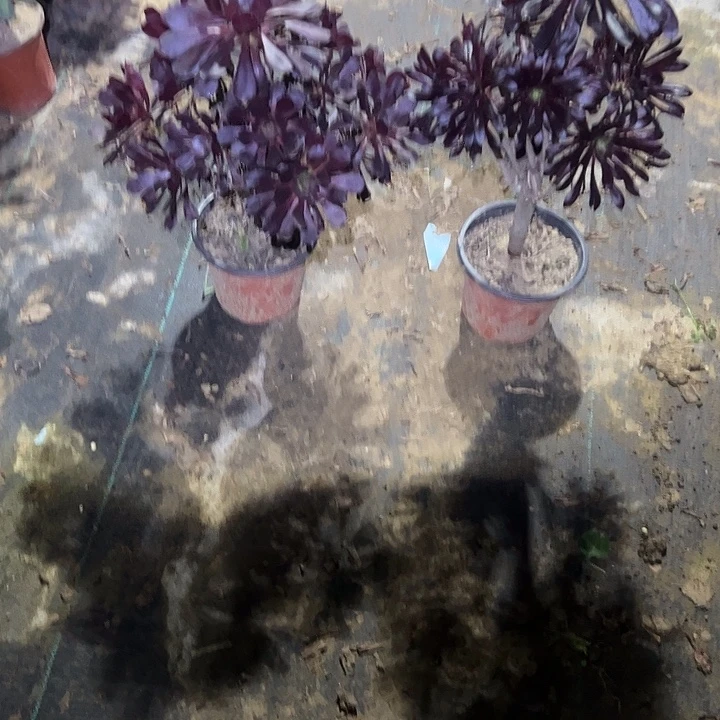 意***风不包侧枝一物一拍2