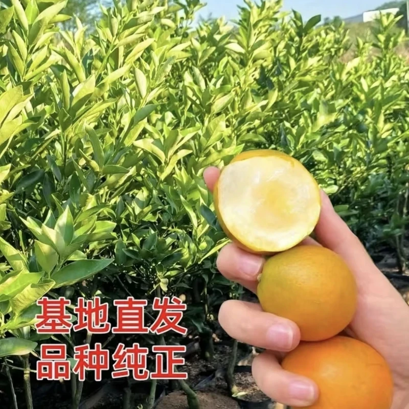 嫁接金桔盆栽苗 带青果 土球发货