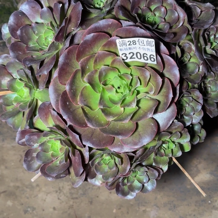 32066魅金玫瑰多肉植物