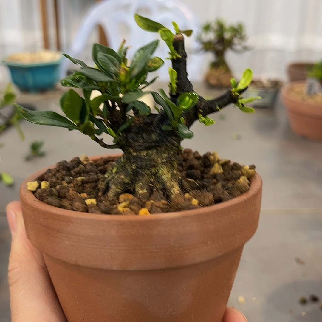 红陶神****4栀子花一物一拍