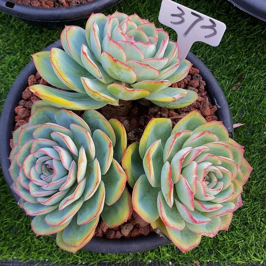 老***邓晨露373。