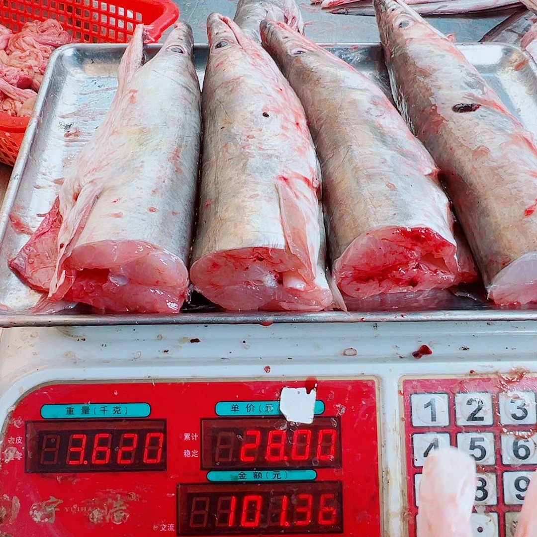 中国大陆四个鳗鱼头