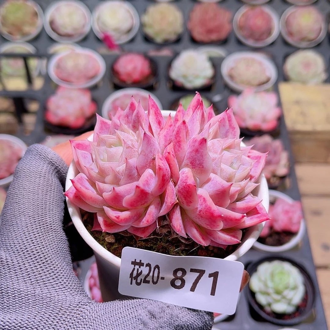 花20-871孤星双头