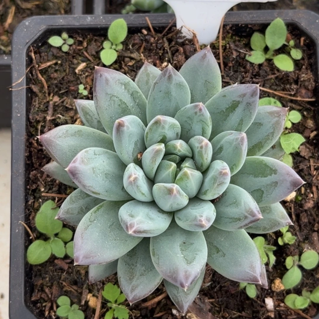 美人系多肉植物525