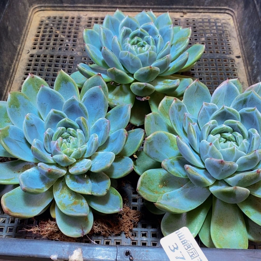 清***语378多肉植物百科知识竞赛决赛中