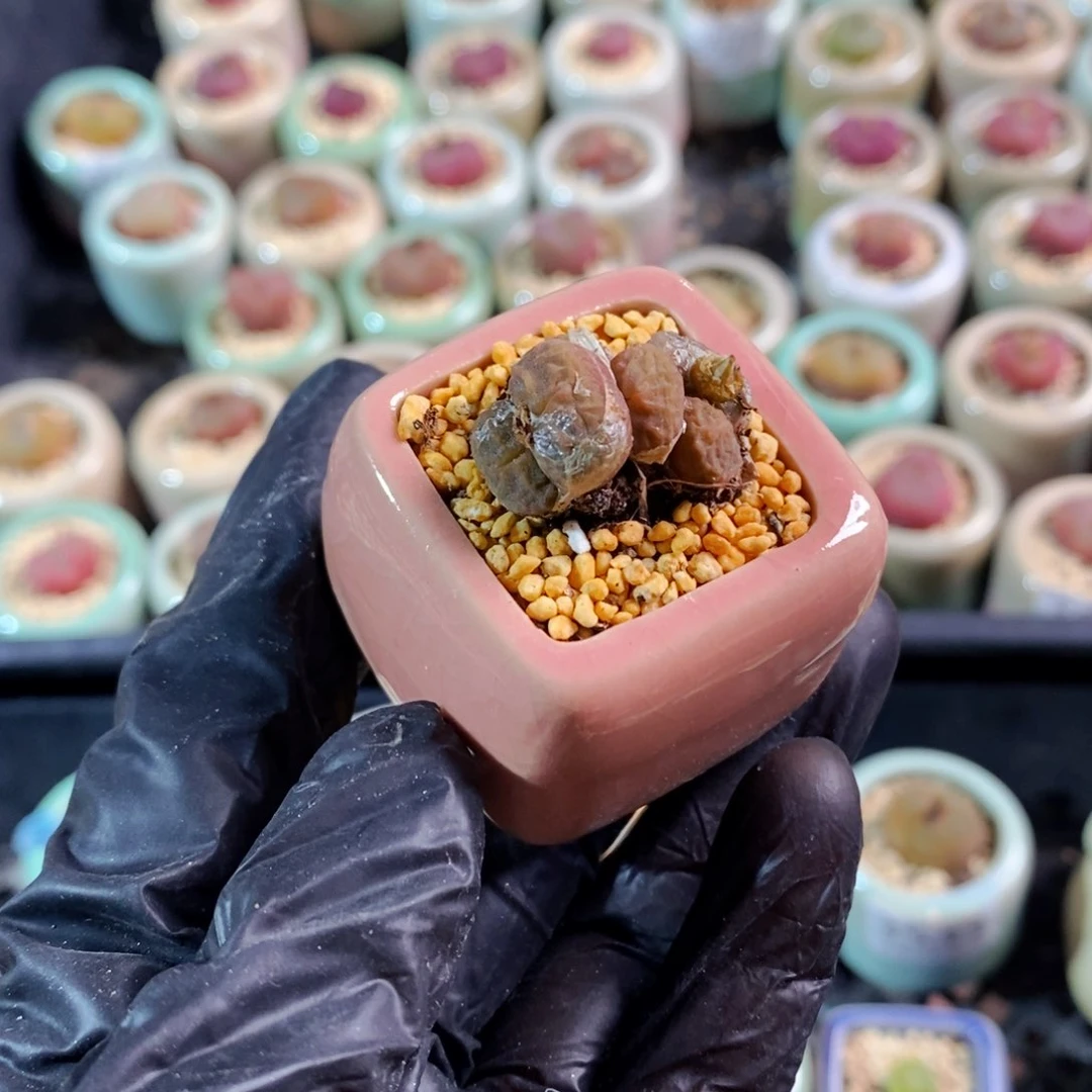 木*桐3548-一物一拍 带盆