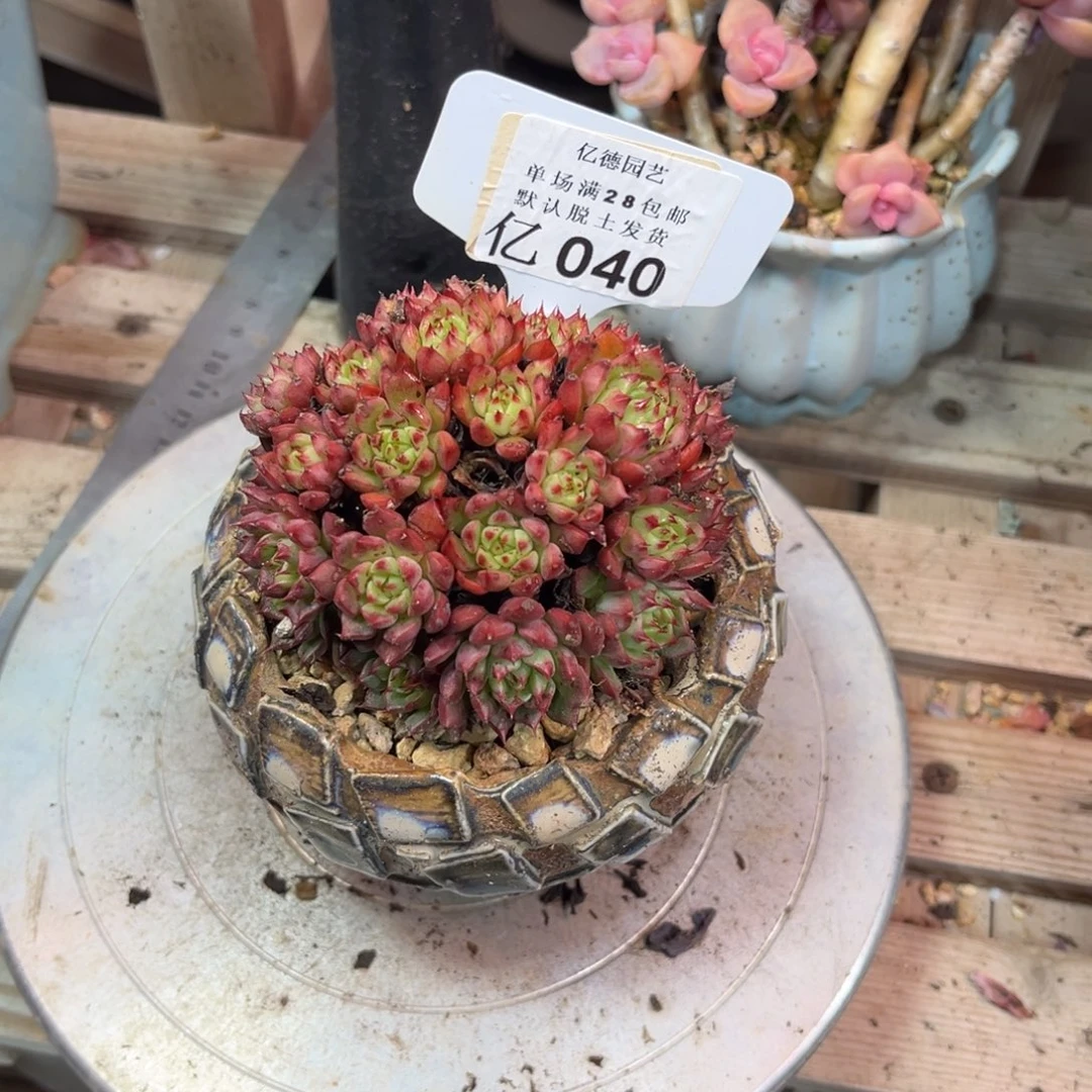 040多肉植物guilvhenm