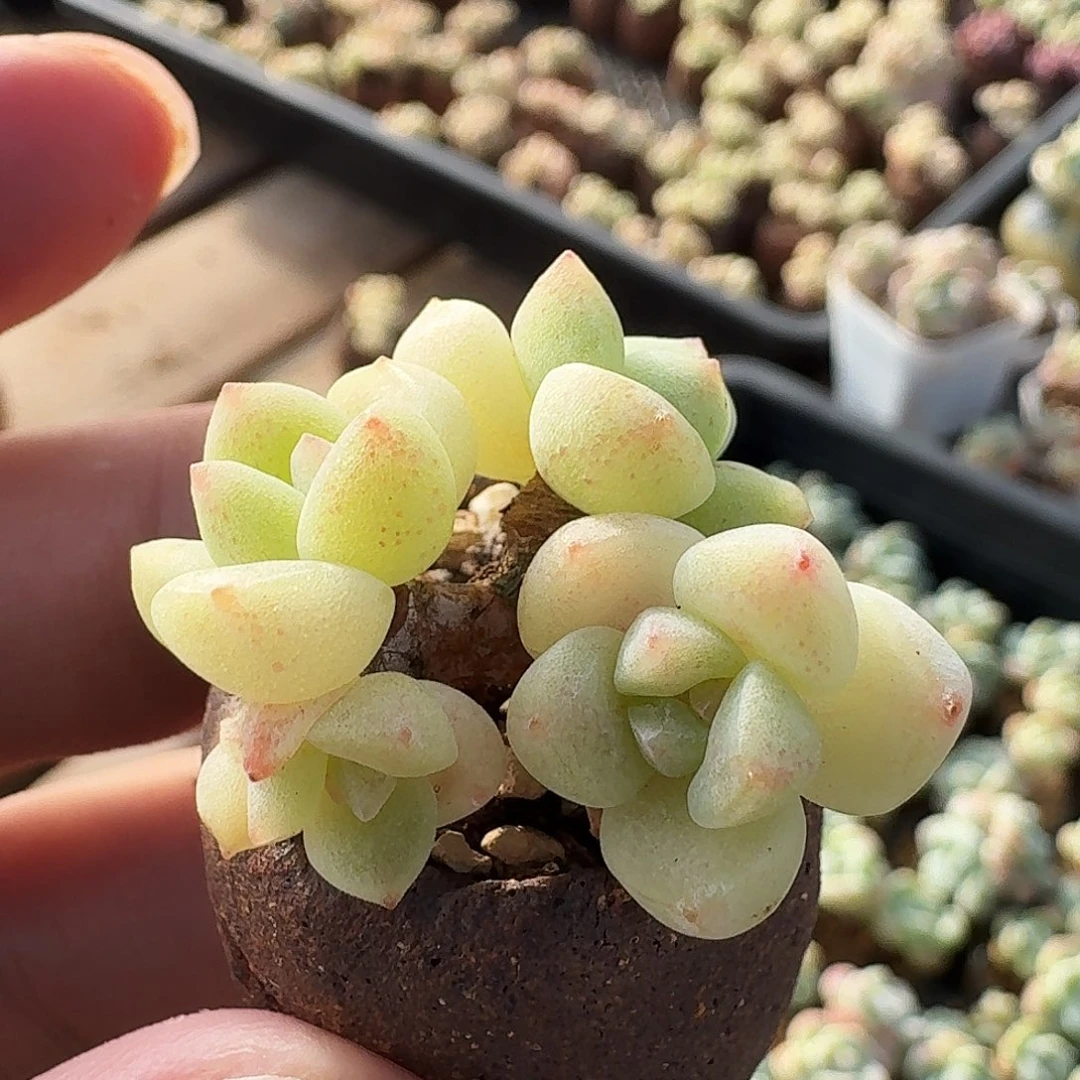 巳**?，多肉卡卡米4头腰桩