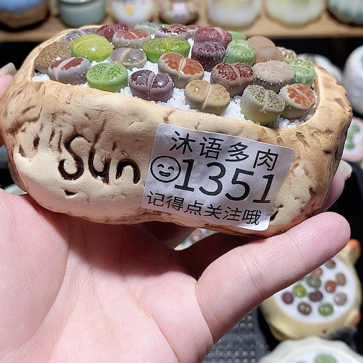 精美盆栽 一物一拍1351
