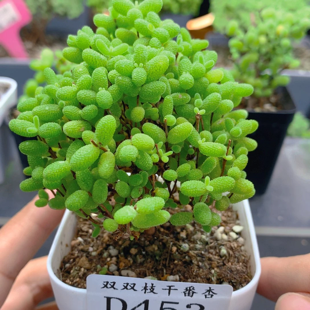 453蜜橘。