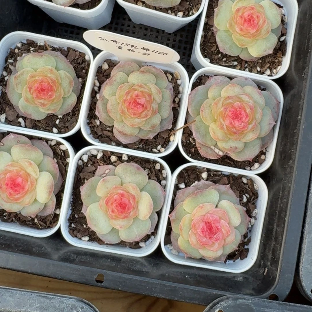 1126-051-编号单头一颗