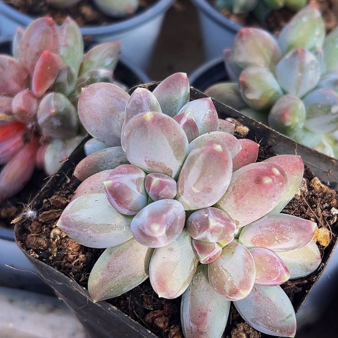 美人系列多肉植物