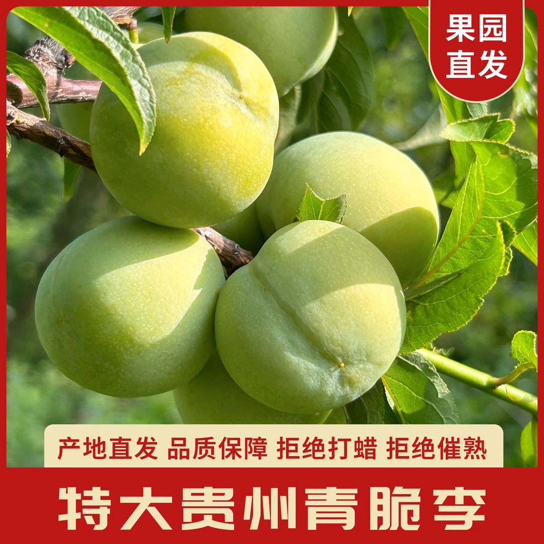 贵州六马青脆李子精品新鲜水果孕妇水果脆甜特大果四月李现摘现发