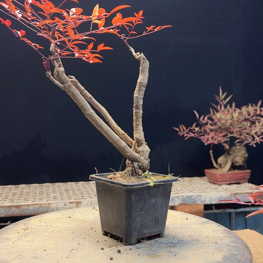 不开花植物00000000035