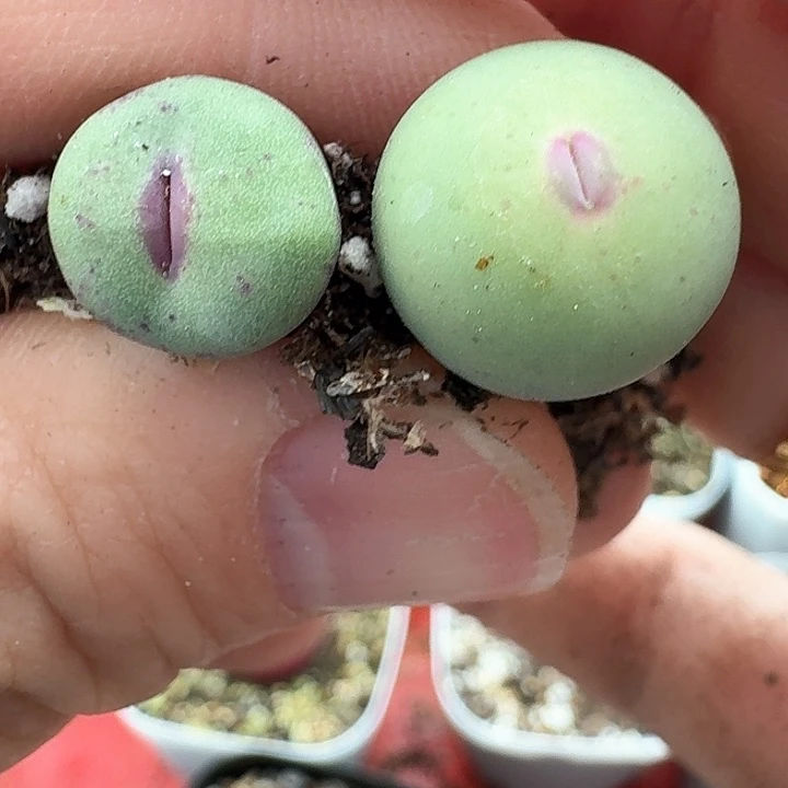 小*、老马生石花红嘴1230