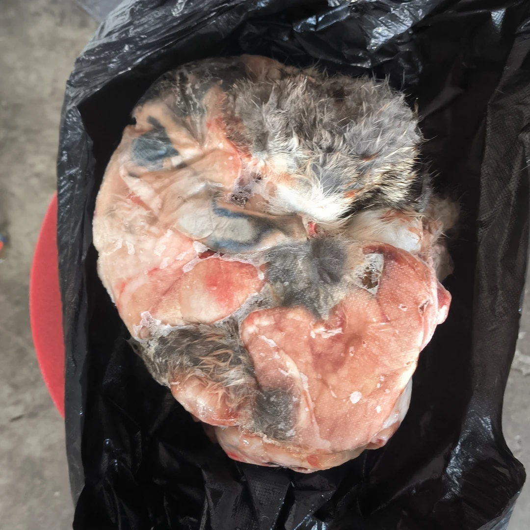 猎犬训练咬口专用新鲜真兔皮