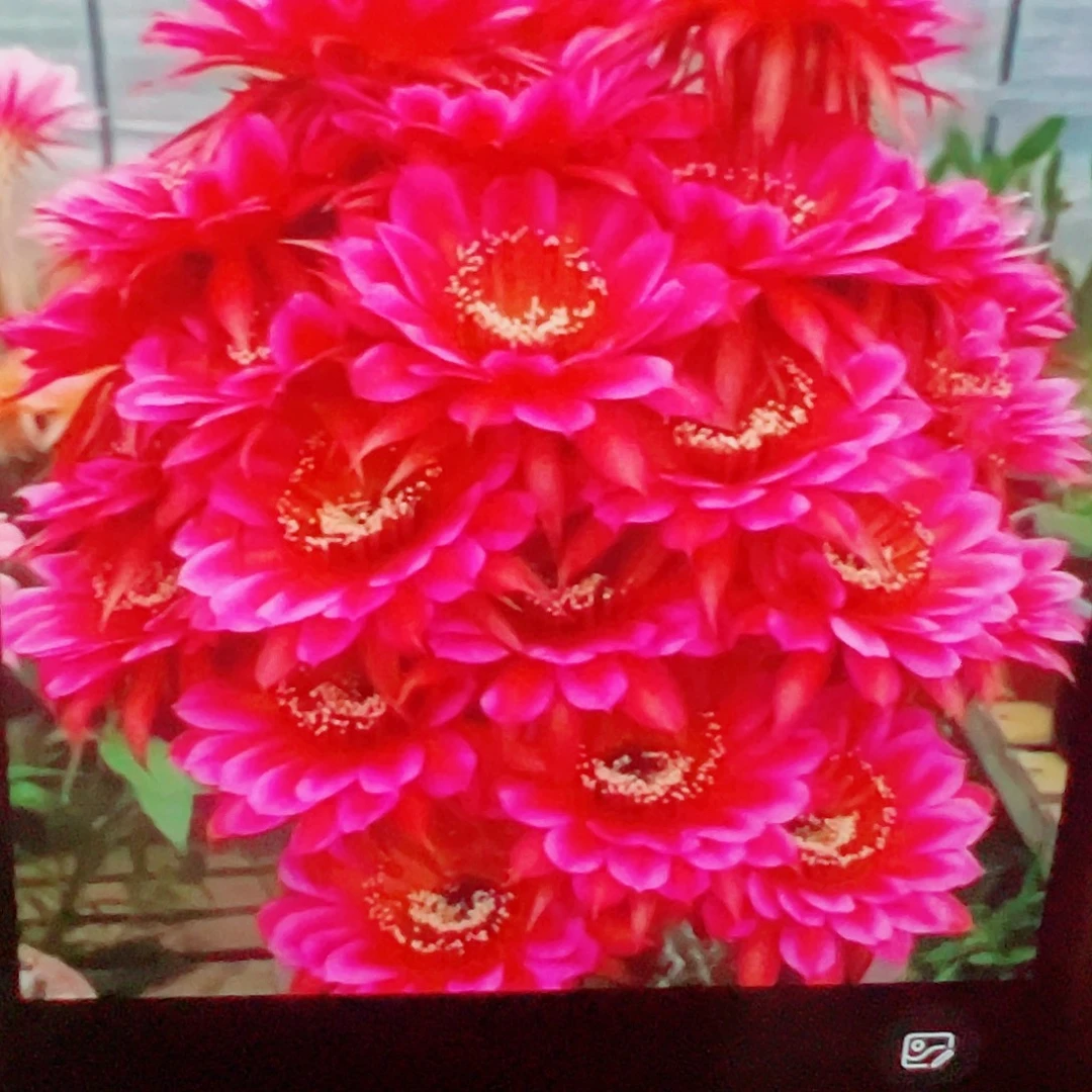 彩草 甲骨文 侧芽 满20包邮