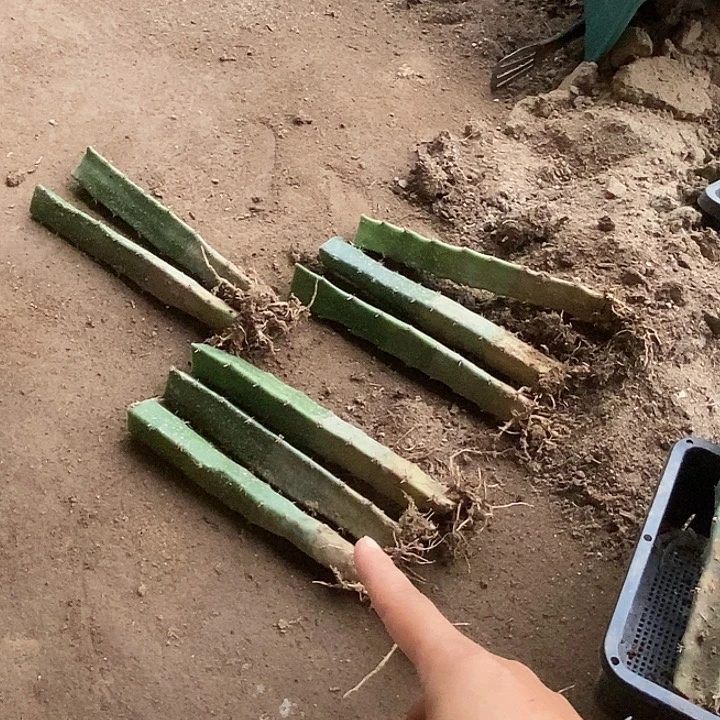 三棱袖铺主有很3根给好评