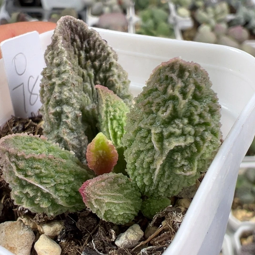 w绿色系刺款实生新品多肉植物