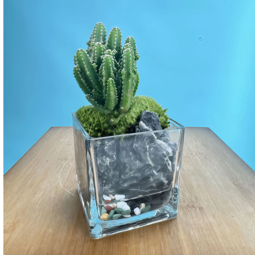 【万重山】玻璃缸室内桌面盆栽绿植创意微景观仙人掌