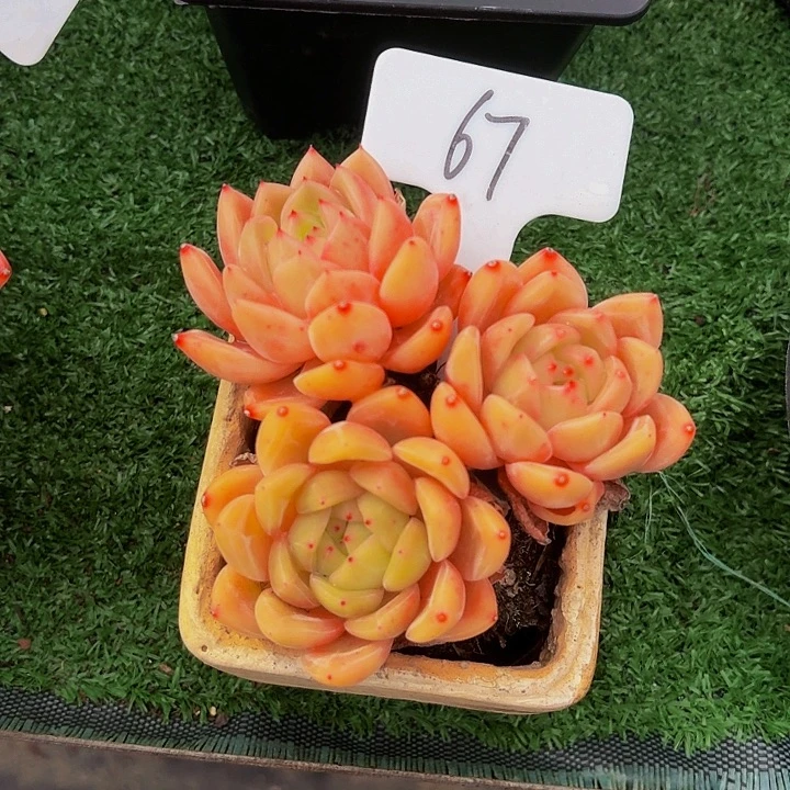 丽娟花卉红暖小三头