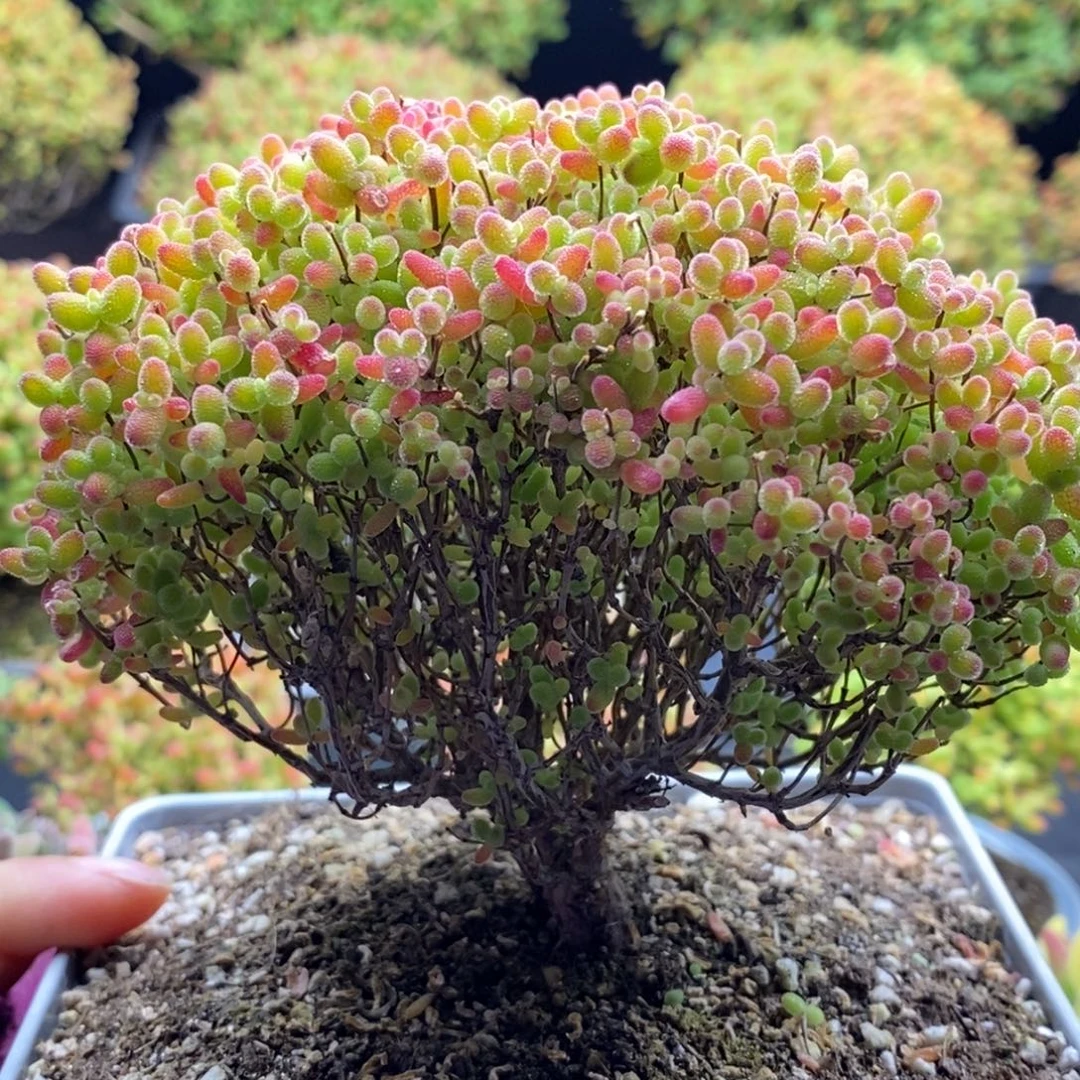 萍***儿965蜜橘糖球 。