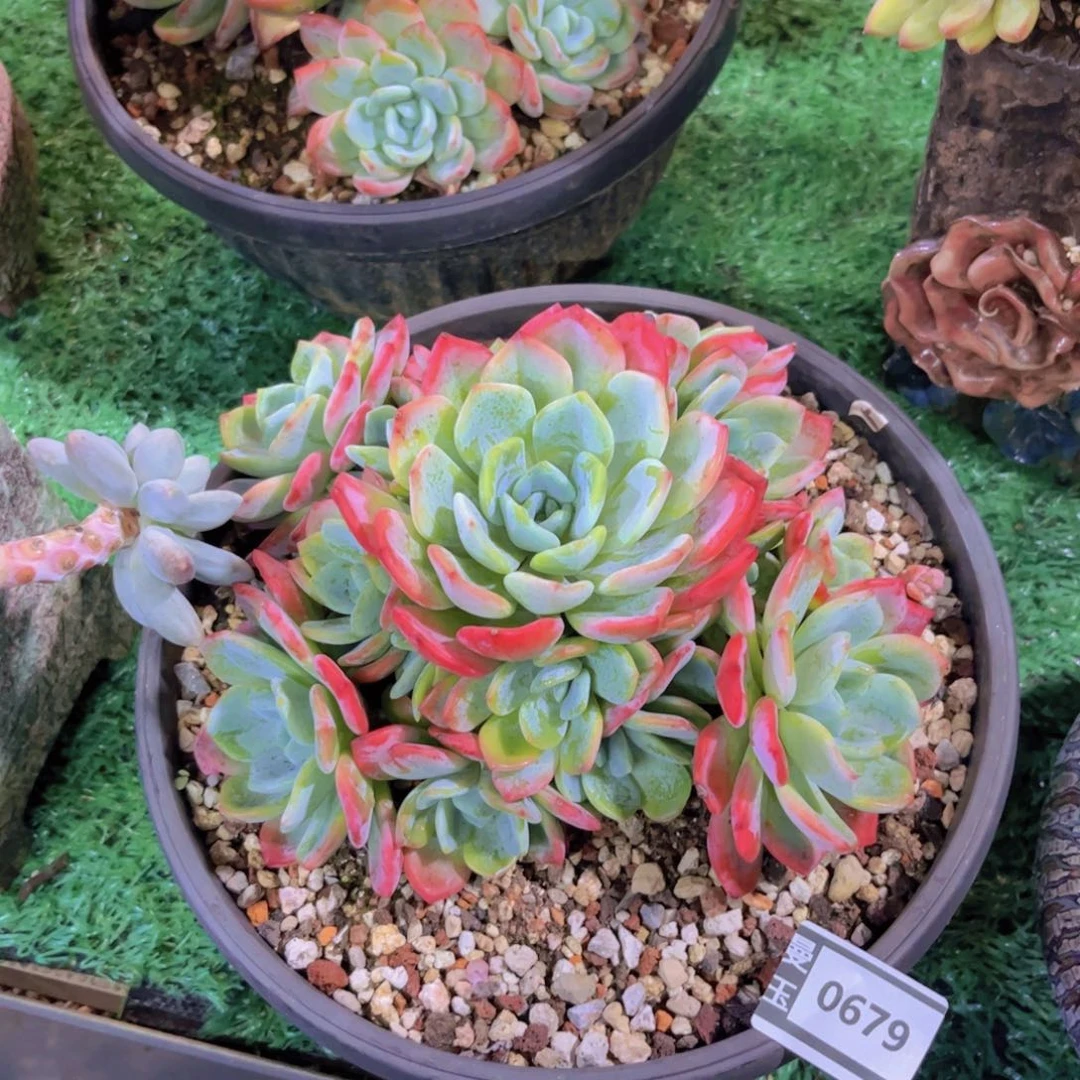 冷橙多肉植物0679