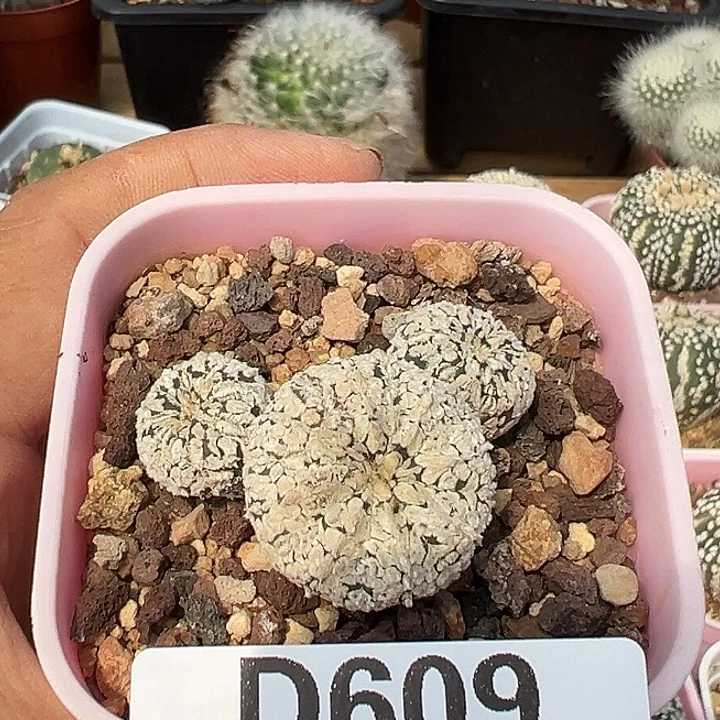 听***~609号实生兜多肉植物
